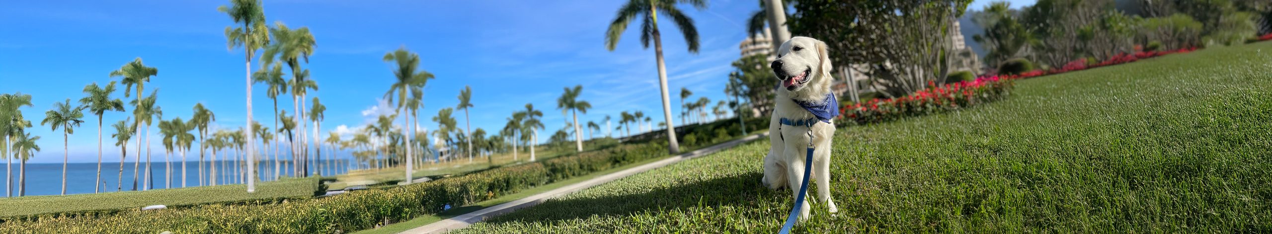 A white golden retriever sitting calmly on green lawn with palm trees and ocean