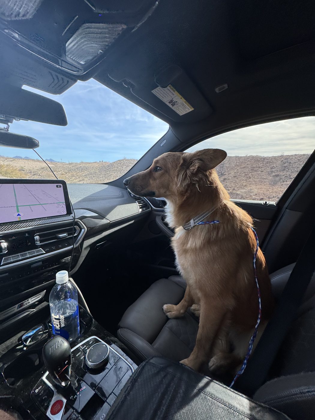 Cooper sitting on the front seat of a car on his first ride home