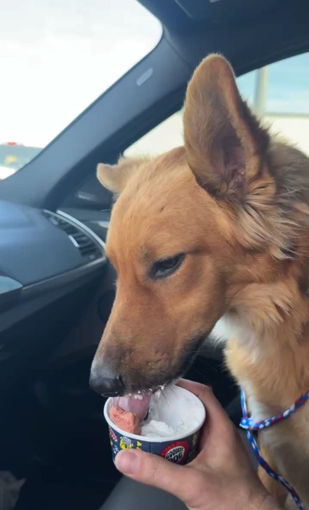 Cooper eating his first pup cup from Dutch Bros