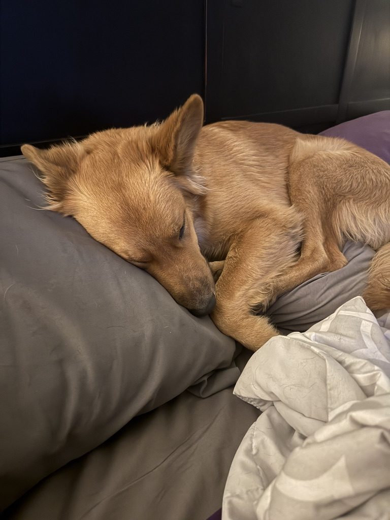Cooper curled up asleep the first night he slept in a real bed