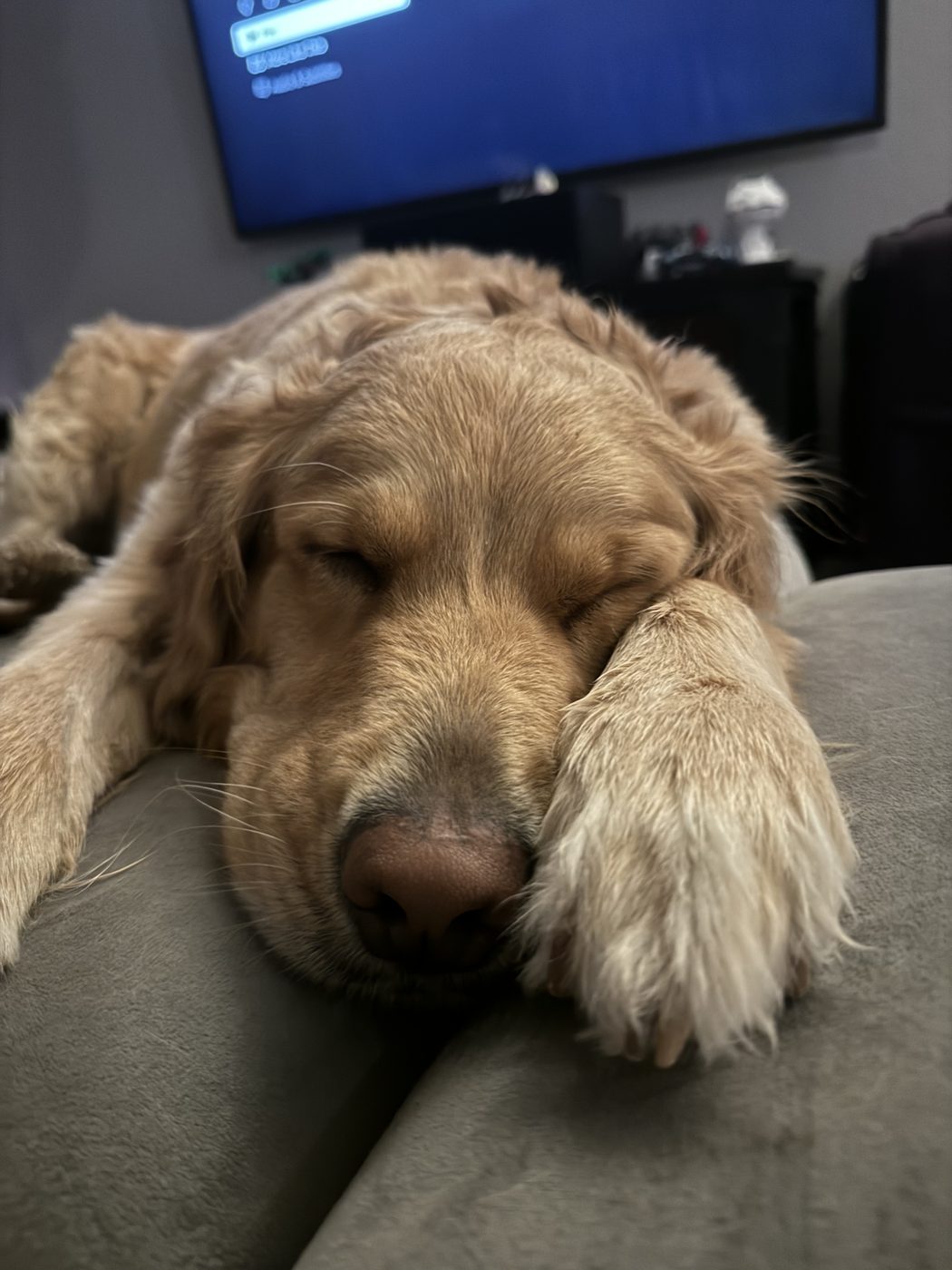 Storm, a golden retriever, resting peacefully